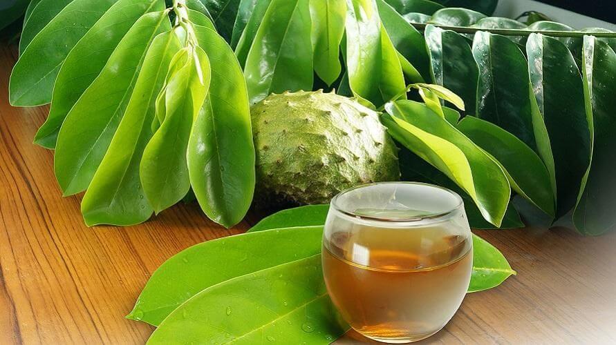 manfaat daun sirsak untuk wanita manfaat daun sirsak untuk wanita